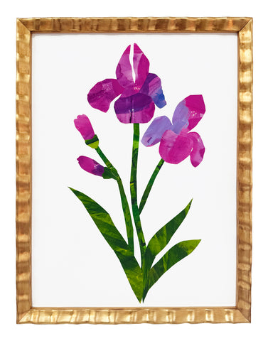 Iris