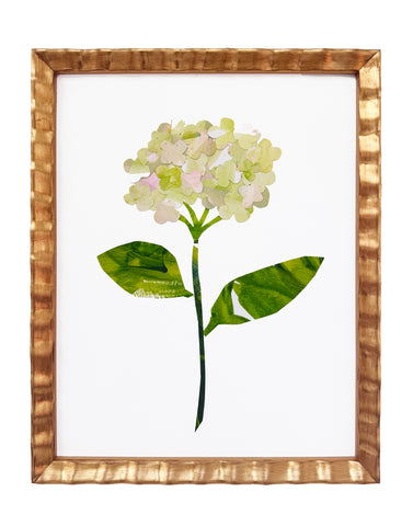 Annabelle Hydrangea