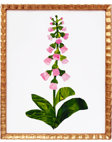 Large Foxglove